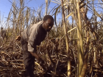 carribean-cane-farmer