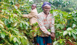 coffee-growers