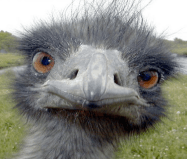 emu