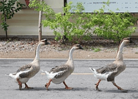 Geese walking