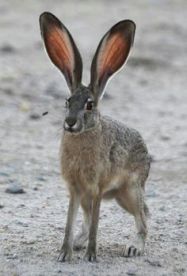 Hare