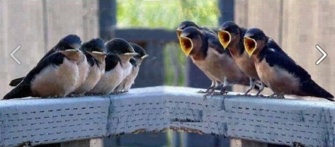 Angry birds