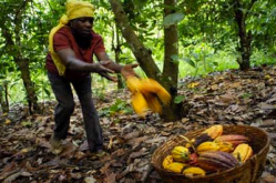 Ghana-cocoa-farmers