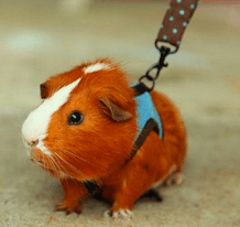 Guinea pigs-2