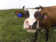 Cow 2